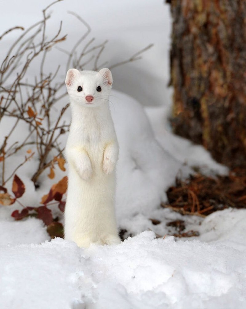 Горностай (Mustela erminea)