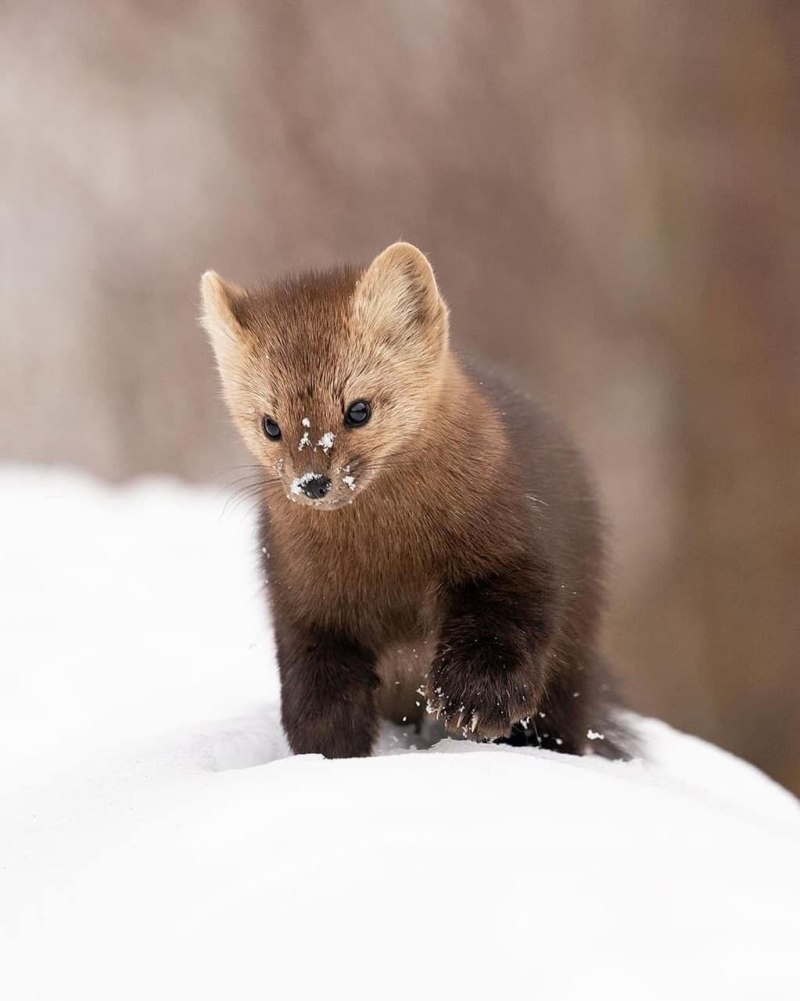 Горностай (Mustela erminea)