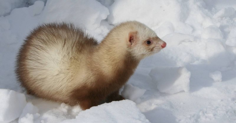 Ласка (Mustela nivalis)
