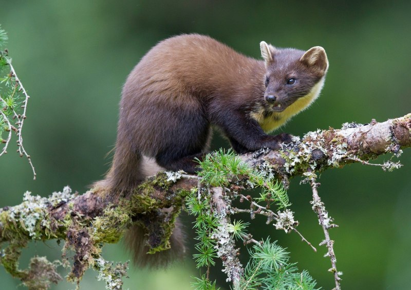 Горностай (Mustela erminea)