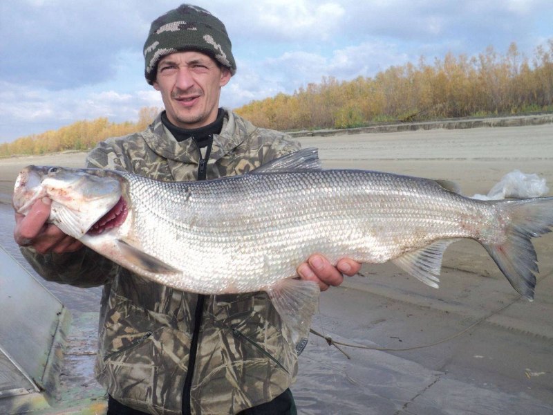 Нельма Stenodus leucichthys Nelma