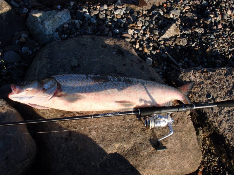 Нельма (Stenodus leucichthys)