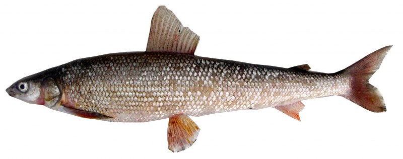 Нельма (Stenodus leucichthys)