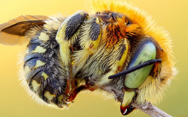 Bombus Bombus Шмель