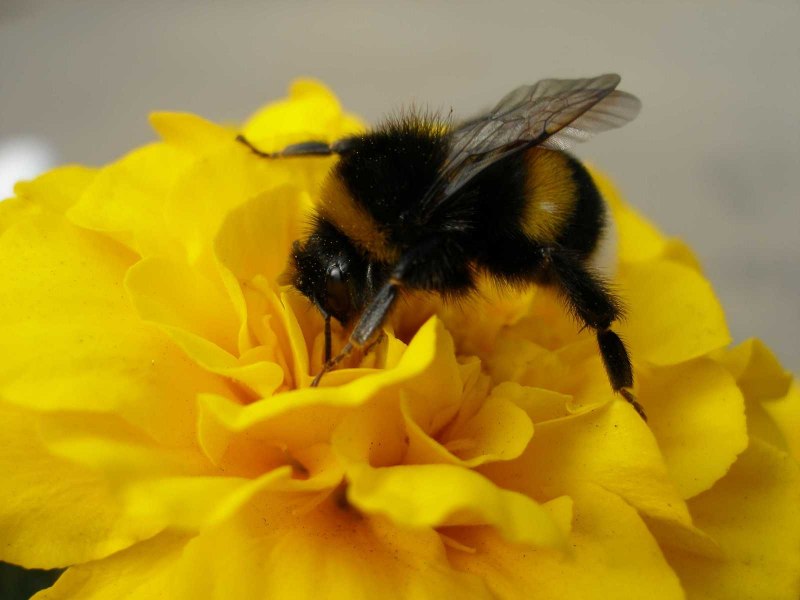 Bombus terrestris гнездо