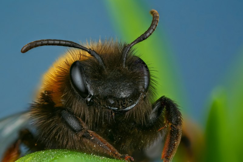 Bombus terrestris