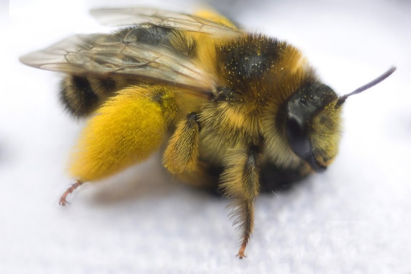 Шмель Земляной Bombus terrestris