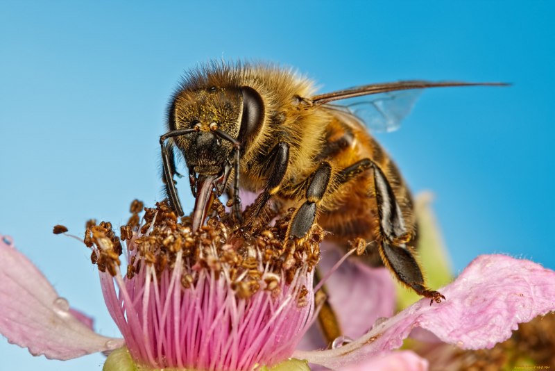 Шмель модестус — Bombus Modestus