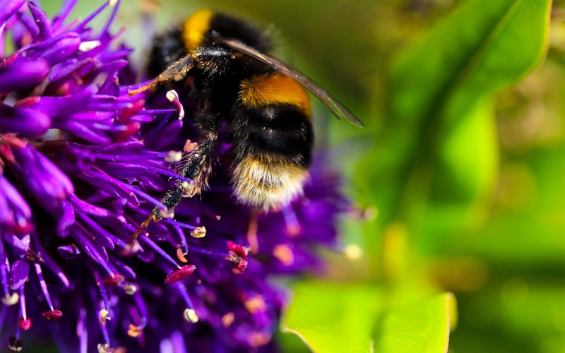 Bombus Sylvarum Шмель