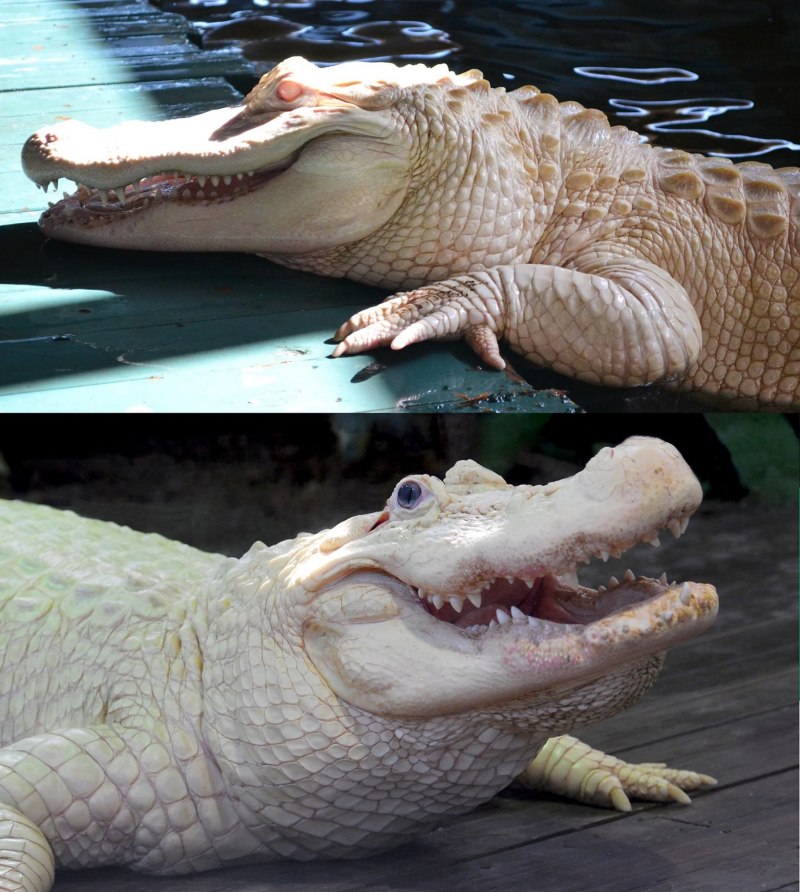 Альбино Аллигатор (Albino Alligator) 1996