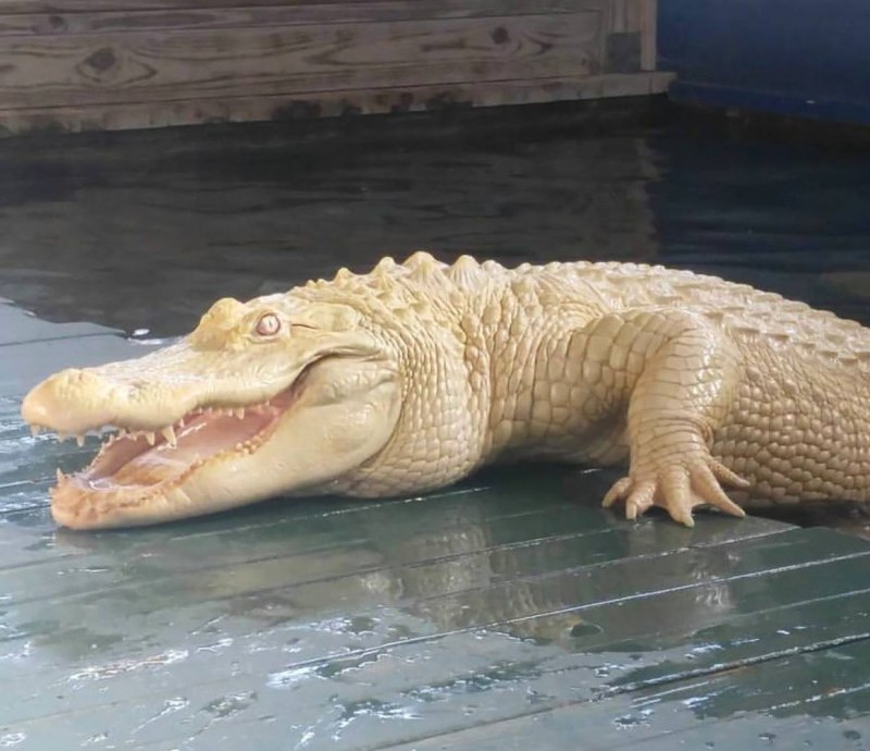 Альбино Аллигатор (Albino Alligator) 1996
