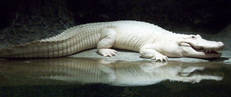 Альбино Аллигатор (Albino Alligator) 1996