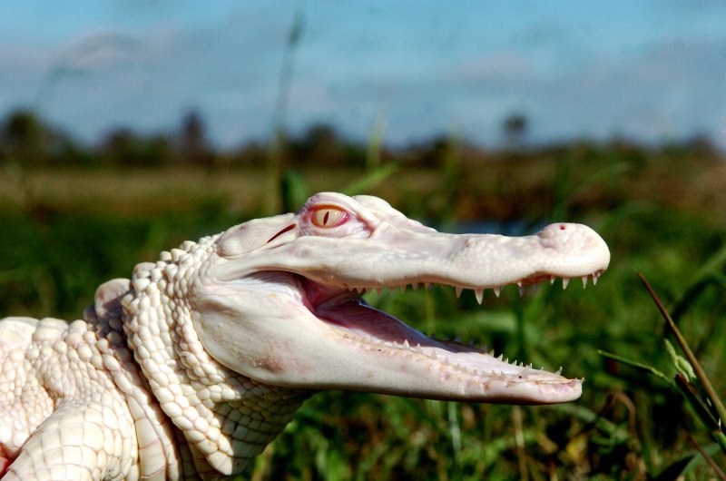Альбино Аллигатор (Albino Alligator) 1996