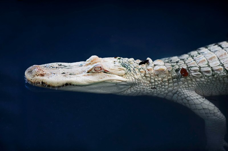 Альбино Аллигатор (Albino Alligator) 1996