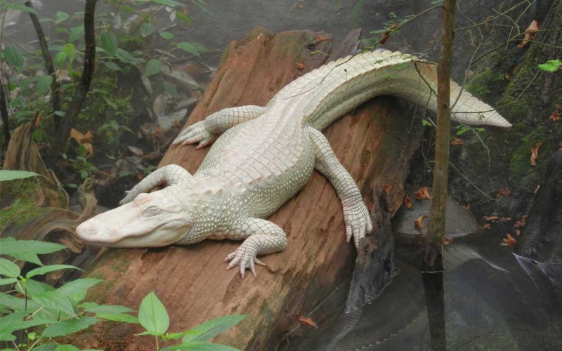 Альбино Аллигатор (Albino Alligator) 1996