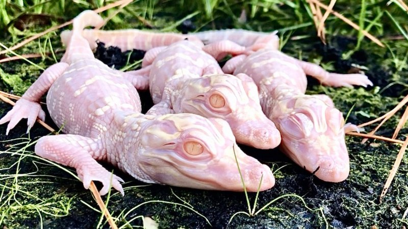 Альбино Аллигатор (Albino Alligator) 1996