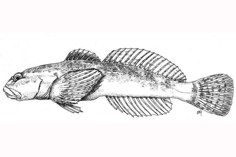 Колибри Androdon aequatorialis