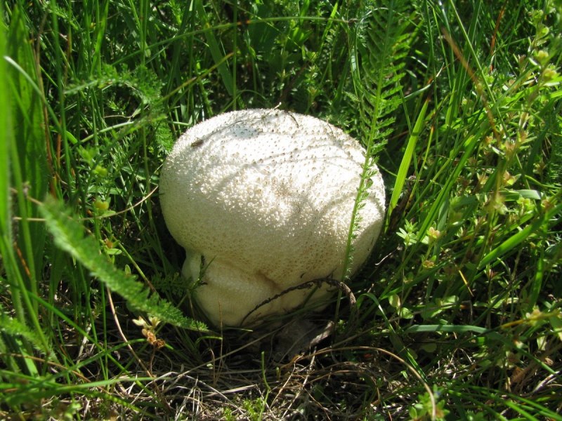 Бычок рыба морской Черноморский