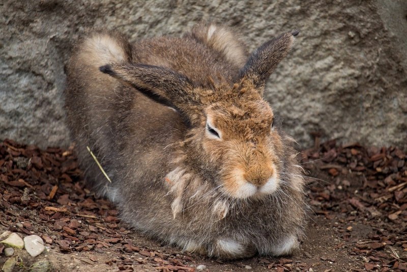 Маньчжурский заяц Lepus mandshuricus