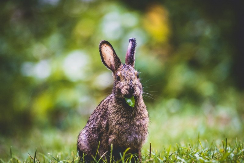 Jackalope мифология