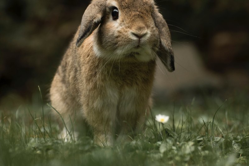 Jackalope арт