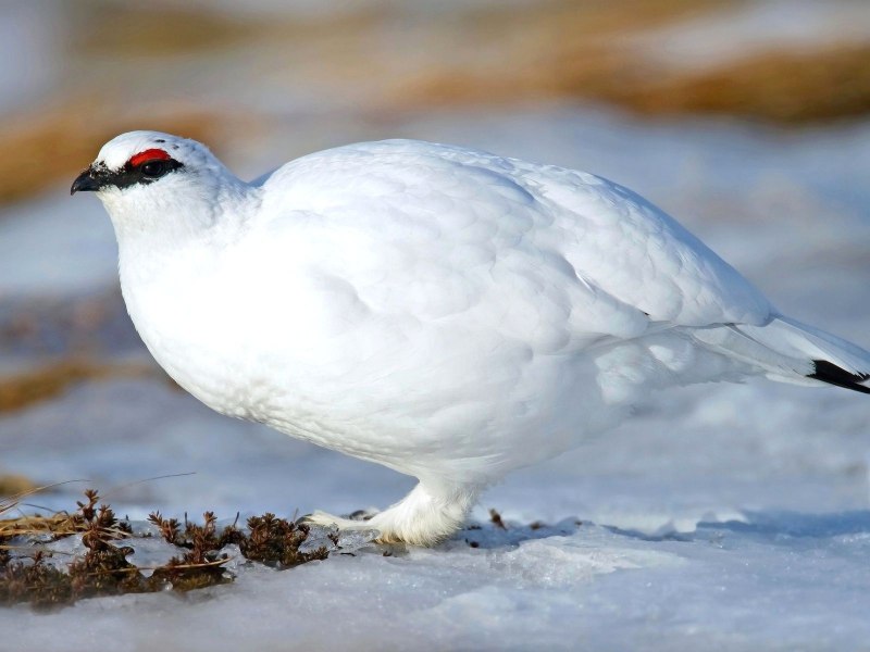Среднерусская белая куропатка lagopus lagopus rossicus