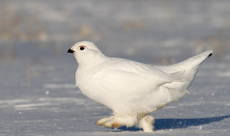 Тундряная куропатка (lagopus mutus