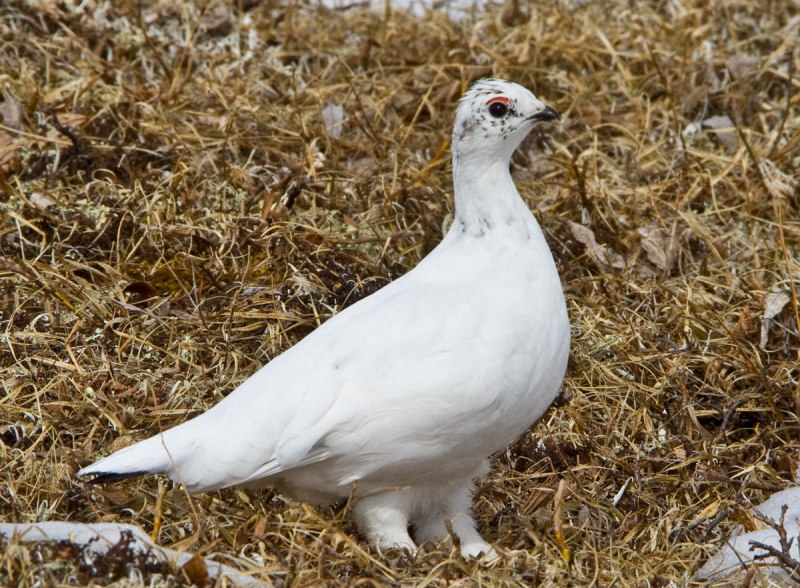 Тундряная куропатка (lagopus mutus