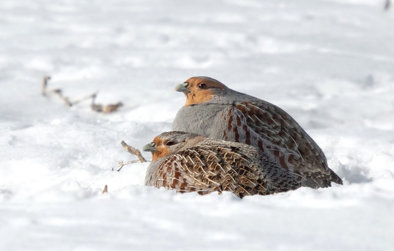 Серая куропатка (Perdix Perdix)