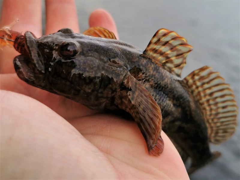 Бычок мартовик черное море