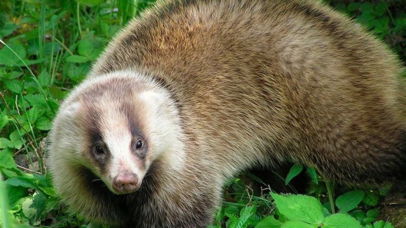 Американские Барсуки (Taxidea Taxus)