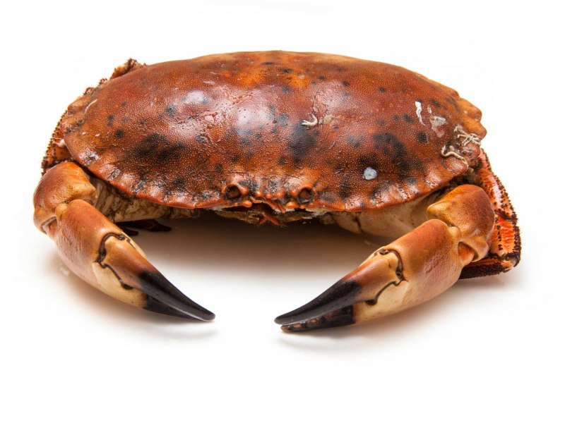 Brown Crab