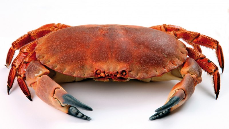 Carcinus Maenas