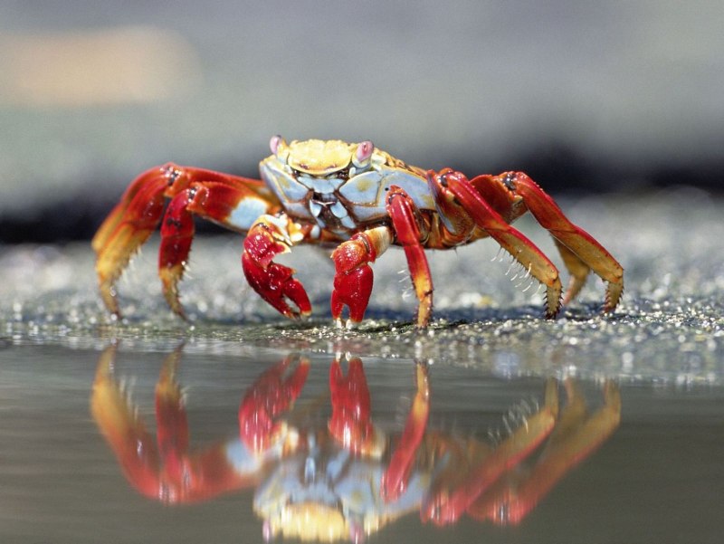 Cooked Brown Crab
