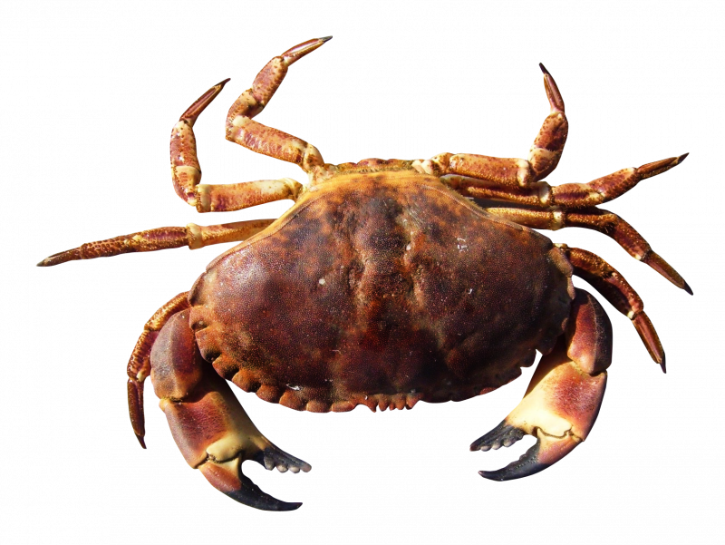 Добыча морепродуктов