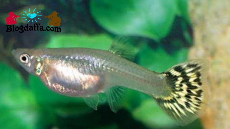 Гуппи Poecilia reticulata