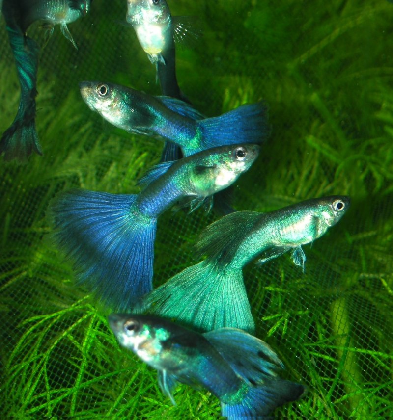Гуппи Poecilia reticulata