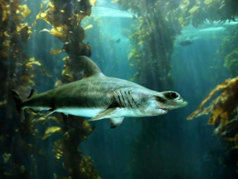 Sphyrna mokarran