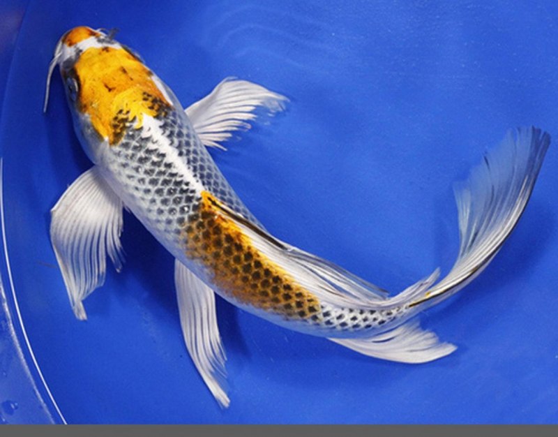 Карась обыкновенный Carassius Carassius
