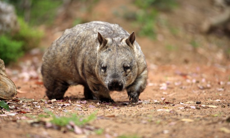 Северный длинношерстный вомбат (Lasiorhinus)