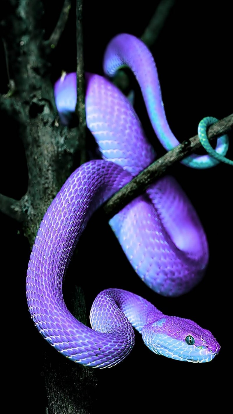 Лучистая змея Xenopeltis Unicolor