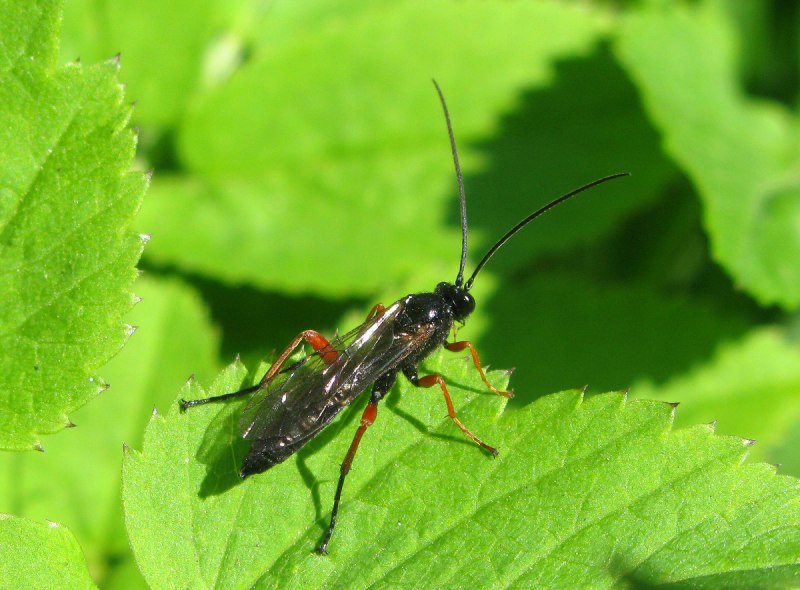Пилильщик Tenthredo mesomela