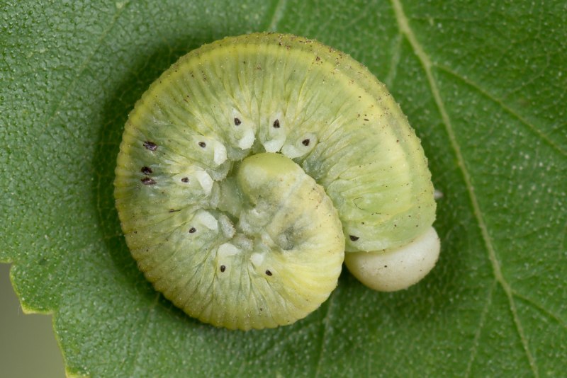 Cimbex femorata