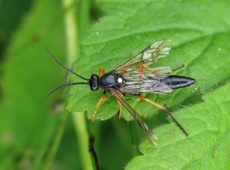 Cimbicidae