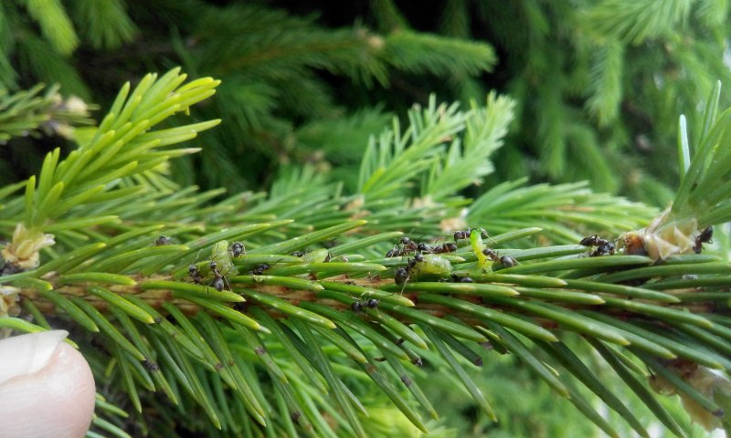 КУПЕНОВЫЙ пилильщик Phymatocera