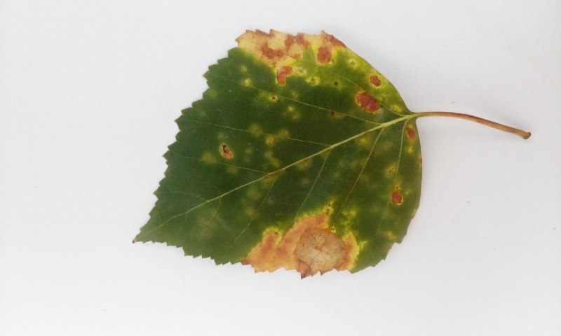 Рапсовый пилильщик (Athalia Rosae l.)