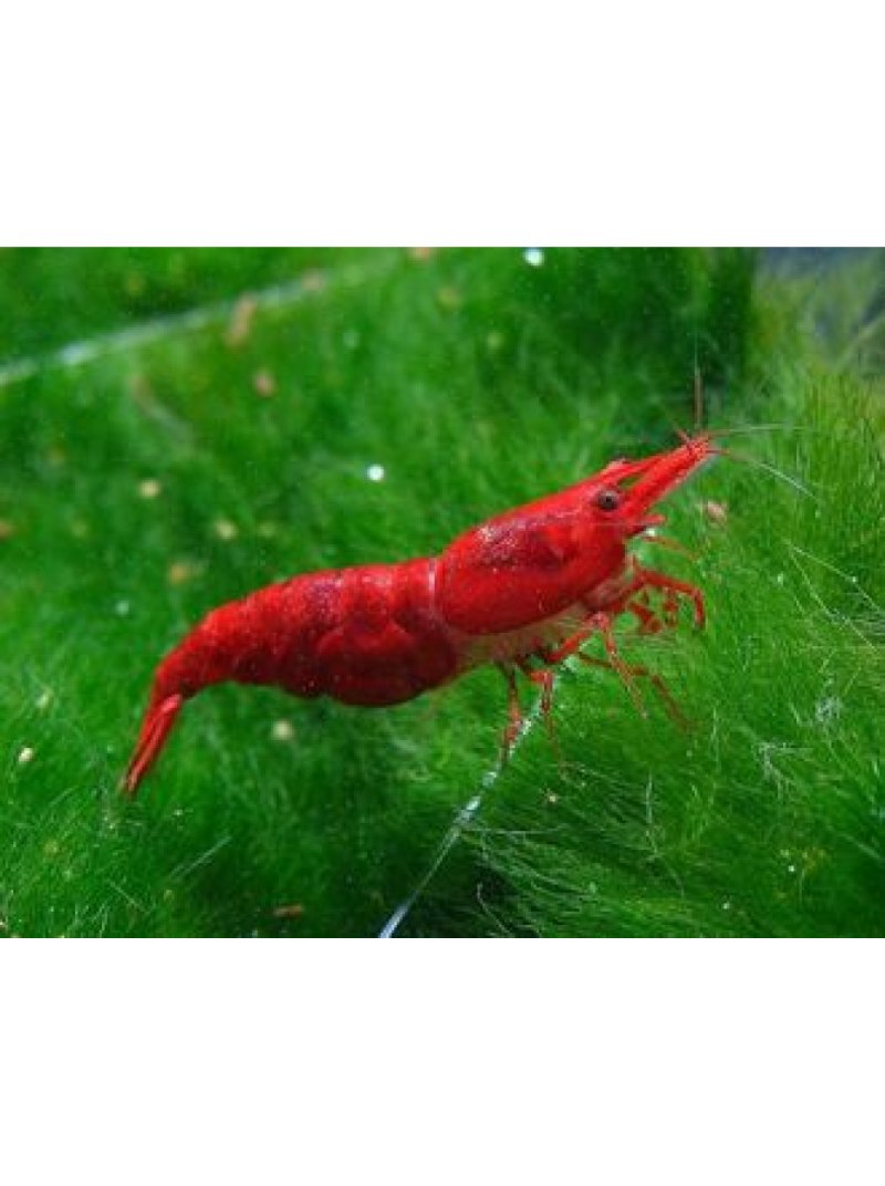 Neocaridina самки
