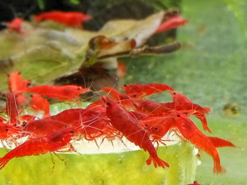 Креветка красная сакура (63 фото)