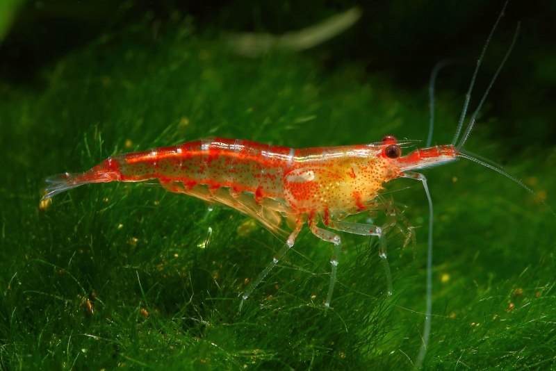 Креветка рили (Neocaridina heteropoda var. Rili)
