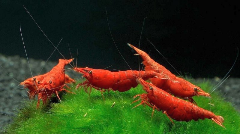 Креветки красный Кристалл Crystal Red Shrimp